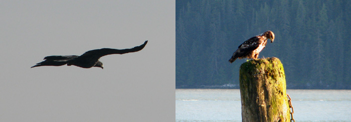 Eagles come to snatch up the fishing scraps.